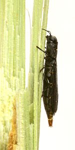 Synechocera deplana, PL0864, female, on Gahnia sieberiana (PJL 2652) as unemerged adult, SL, 7.5 × 1.9 mm